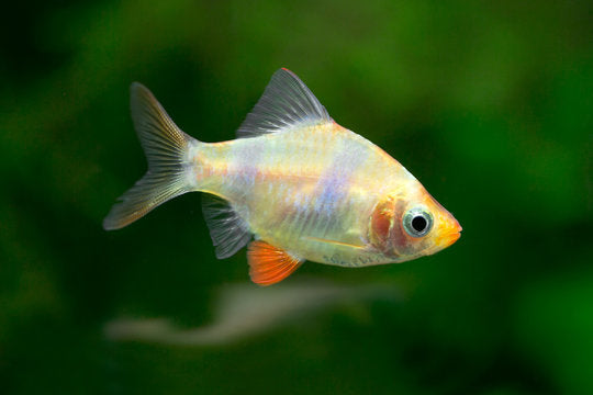 Albino Tiger Barb - S (Pre-Order)
