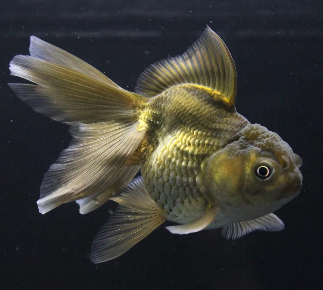 Black Oranda Goldfish 4.5''