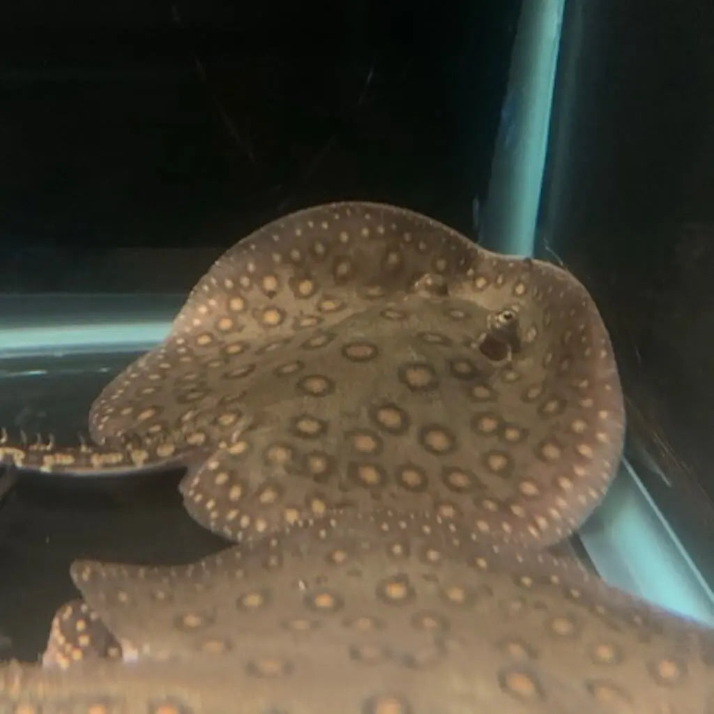 Motoro Stingray 8''-10''