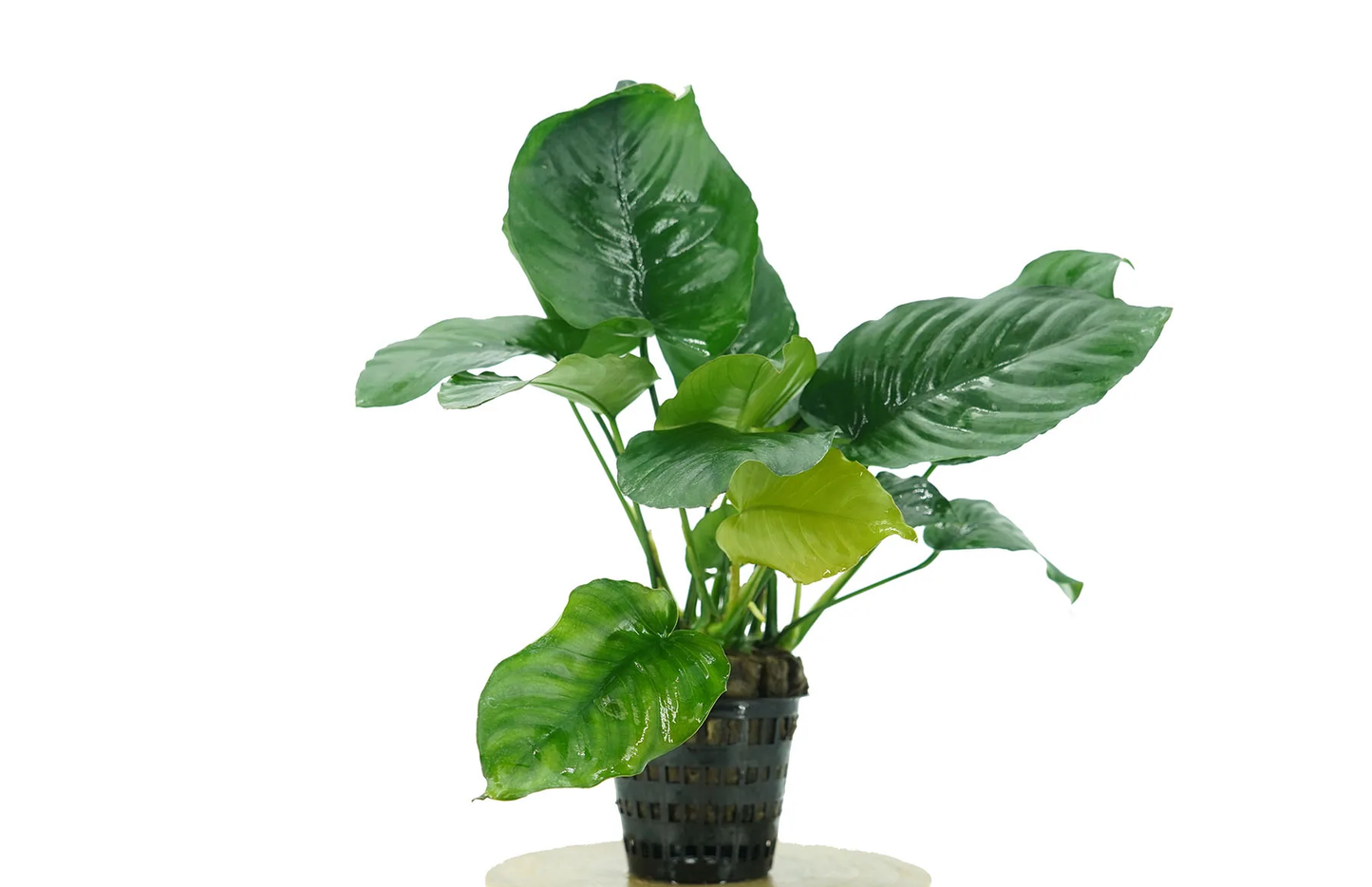 Anubias Brood Leaf Pot 1 Stems