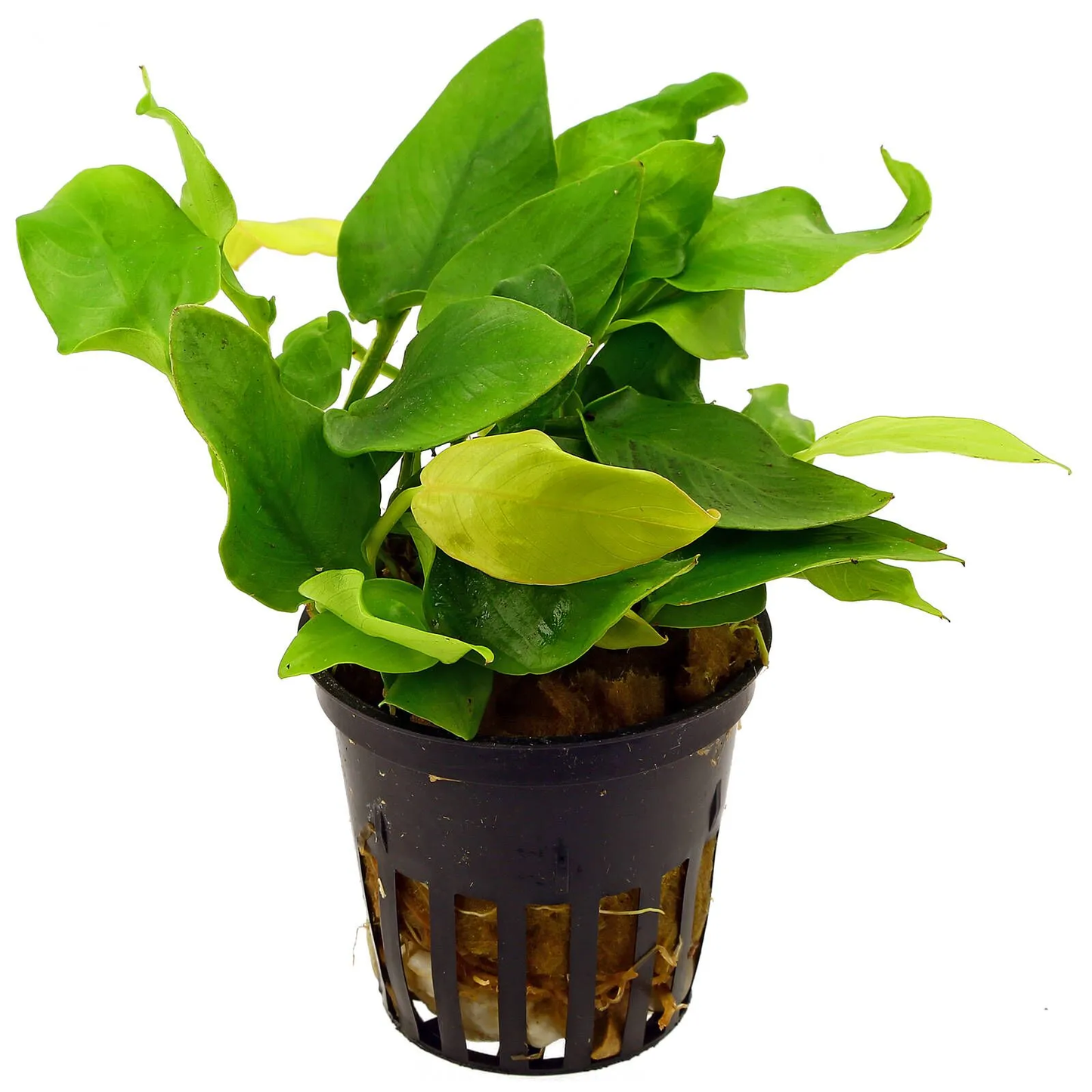 Anubias Nana Golden Pot 2 Stems
