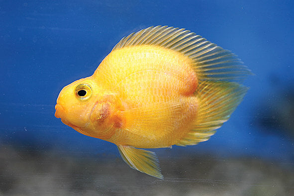 Yellow Heart Shape Love Parrot 4''