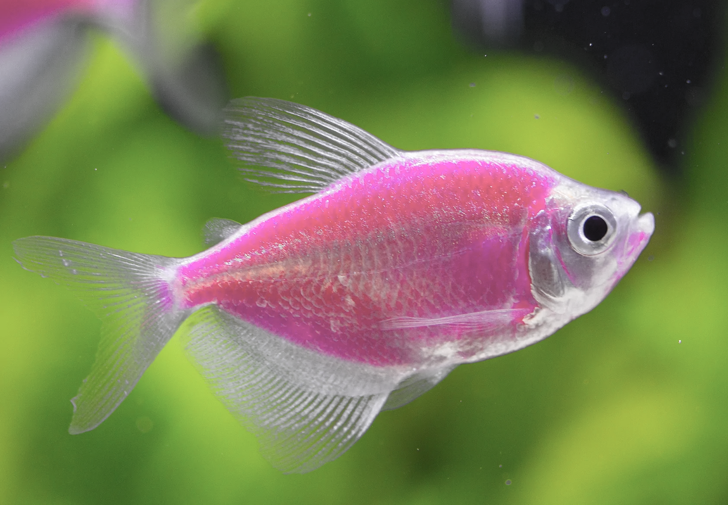 Pink Glow Tetra - M