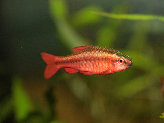 Cherry Barb - M (Pre-Order)