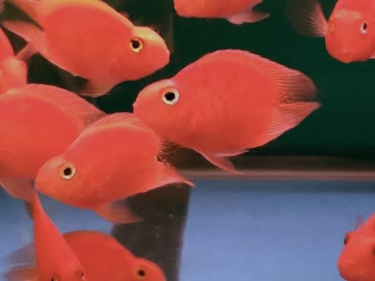 Red Heart Shape Love Parrot 4''