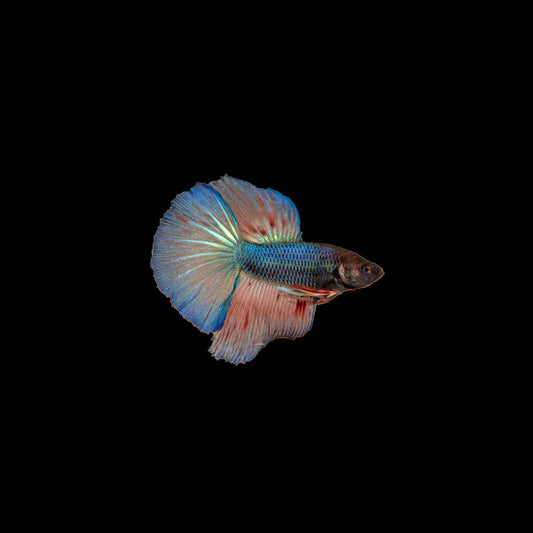 Blue-Red-halfmoon-betta