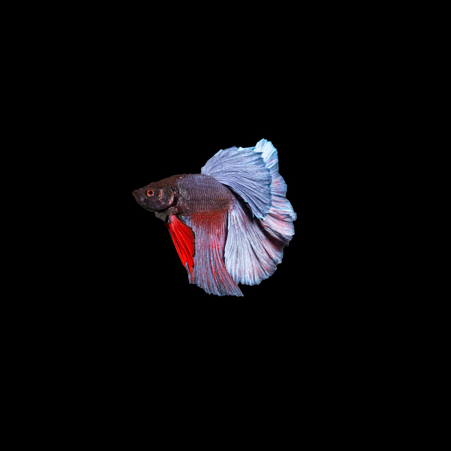 Blue-Red-halfmoon-betta