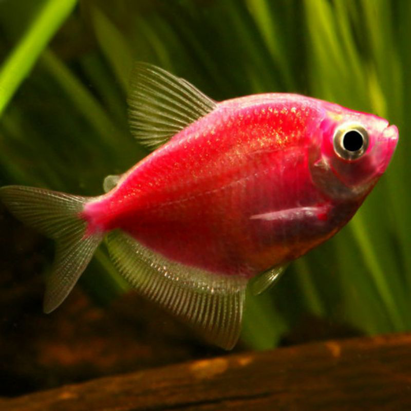 Red Glow Tetra - M