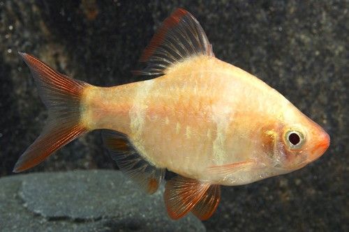 Albino Tiger Barb - L (Pre-Order)