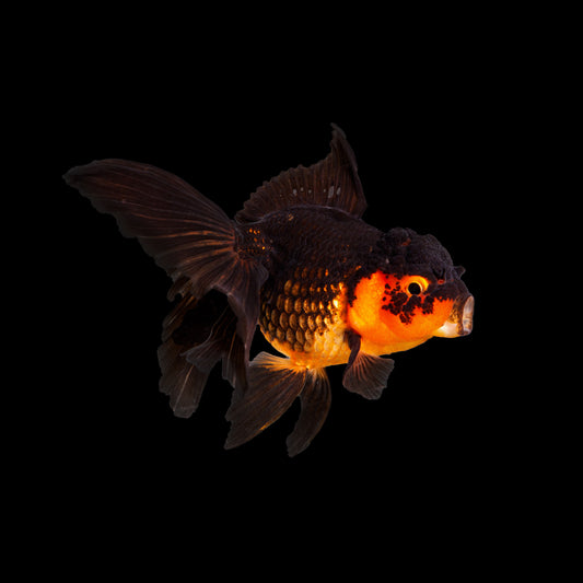 Black Oranda 4 inch
