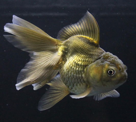 Black Oranda Goldfish 4.5''