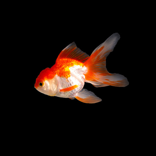 Assorted Oranda 2 inch