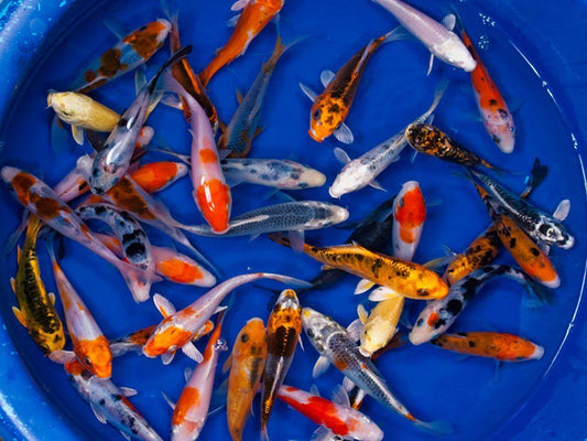 Assorted Koi Carp 4''