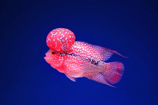 SRD Flower Horn 3.5''-4'' Plus (Pre-Order)