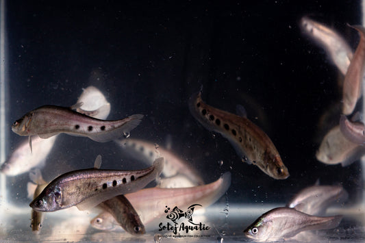 Clown Knife Fish-3''