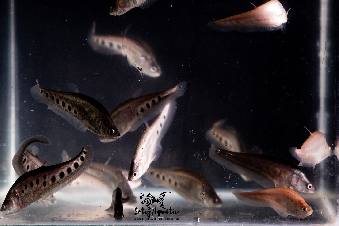 Clown Knife Fish-3''