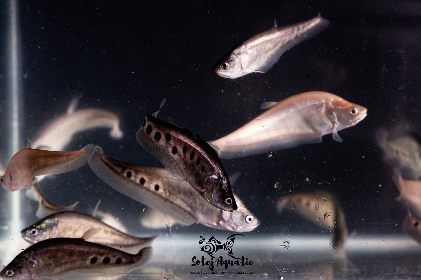 Clown Knife Fish-3''