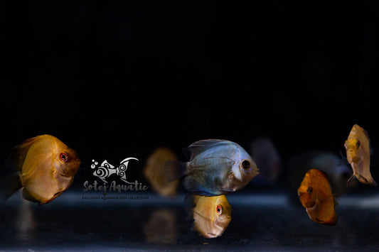 Discus Fish-2 inch