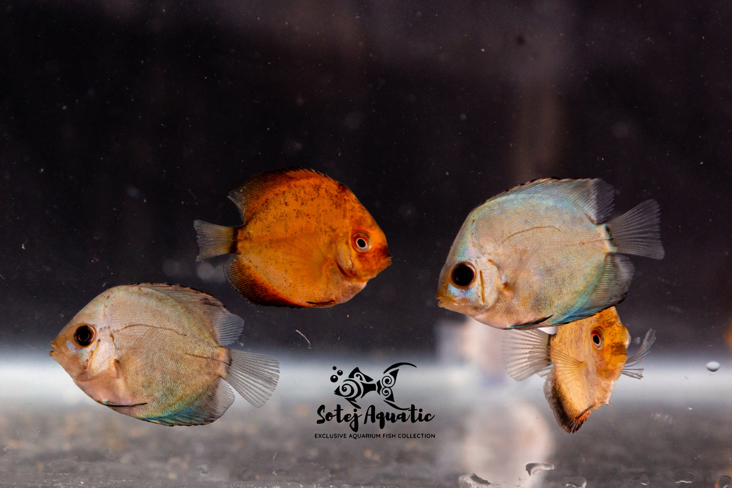 Discus Fish-2 inch