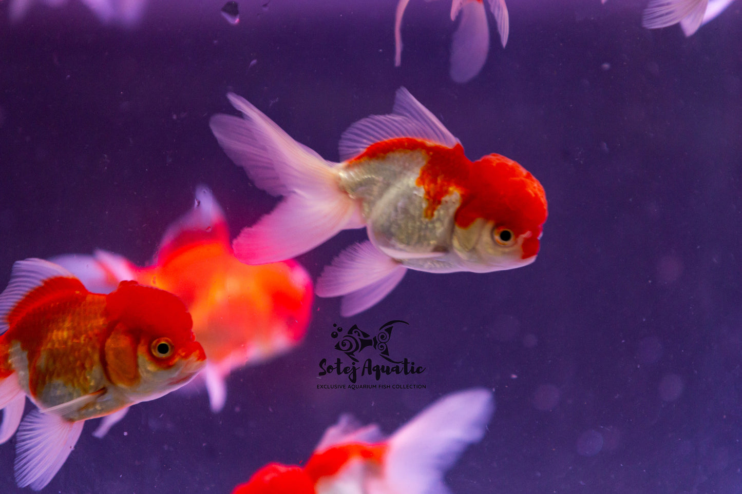 Lion Head Oranda 3''