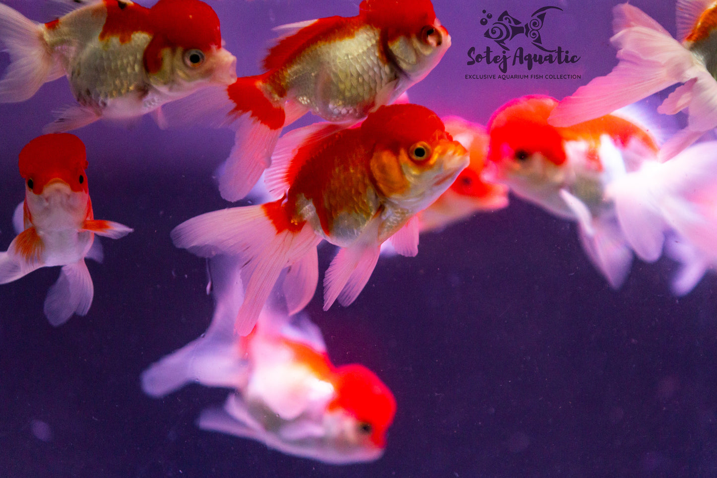 Lion Head Oranda 3''