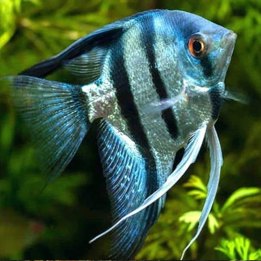 Angelfish-Blue-Zebra-L