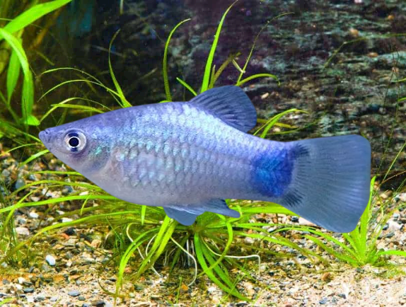 BLUE PLATY FISH ( SIZE : ML ) Pre-order based