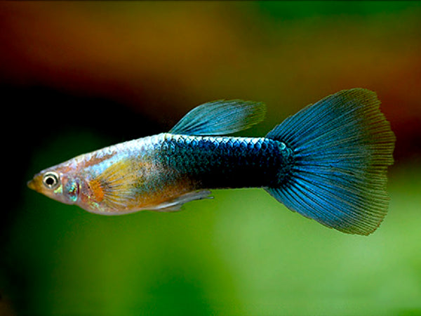 Blue Diamond Guppy