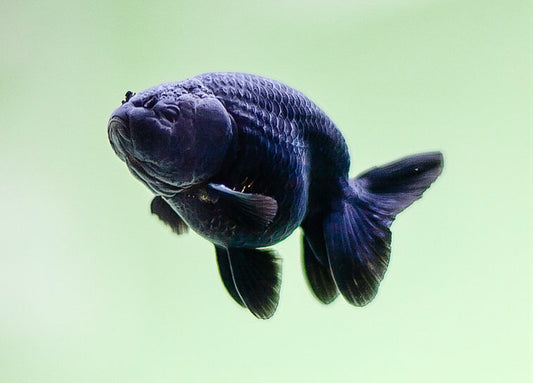 Black Ranchu 2 inch