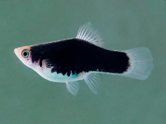 Black Platy