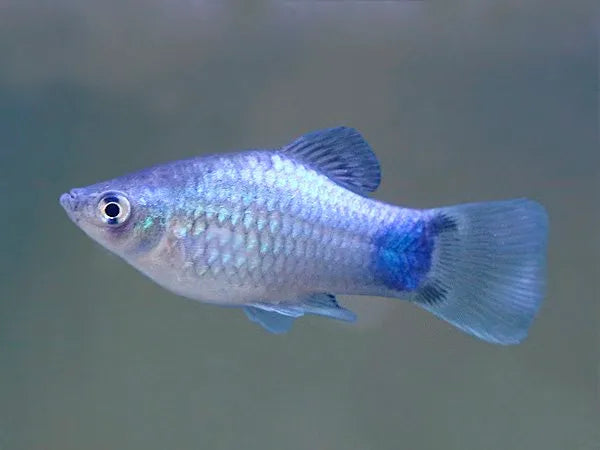 BLUE PLATY FISH ( SIZE : ML ) Pre-order based