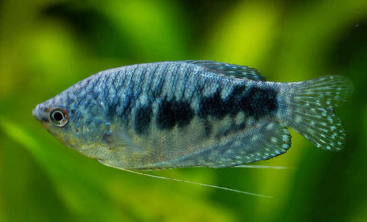 Blue Gourami - M (Pre-Order)