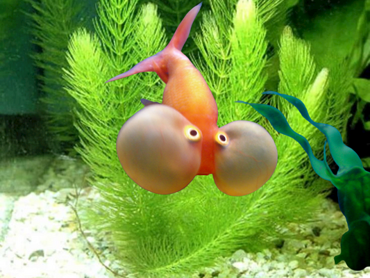 Bubble Eye ( Size : 4" ) Pre-order based