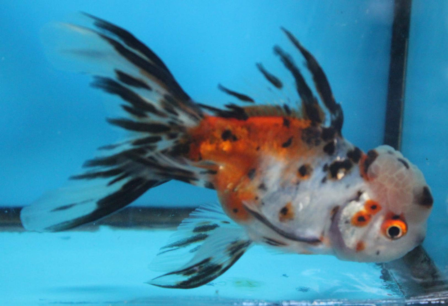 Calico  Oranda 3 inch