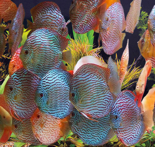 DISCUS FISH ( Size : Big - 3" - 2" ) Pre-order based.
