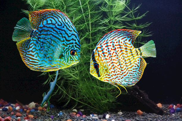 DISCUS FISH ( Size : Big - 3" - 2" ) Pre-order based.