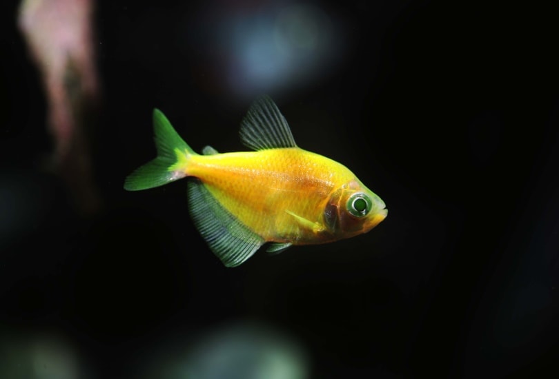 Yellow Glow Tetra - M