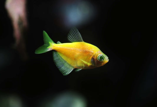 Yellow Glow Tetra - M