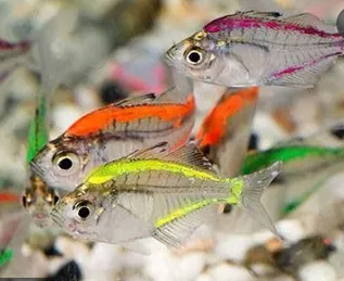 Gllash Tettra XL ( Pre-order based )