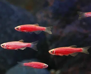 Pink Zebra Danio - M