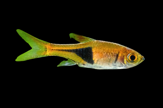 Harlequin Rasbora Tettra  2.2 Cm ( Pre-order based )