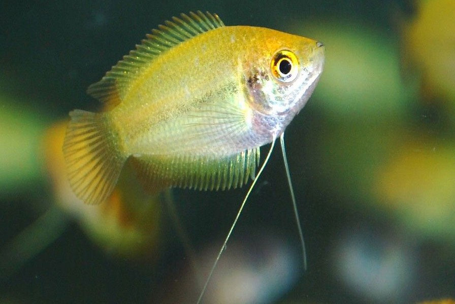 Honey Gourami - M