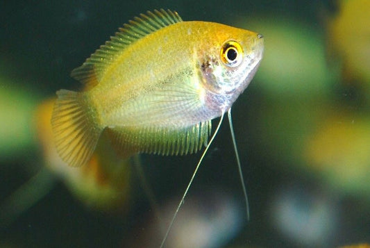 Honey Gourami - M