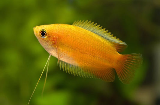 Honey Gourami