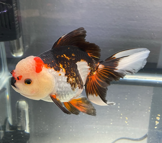 Tri Colour Oranda Goldfish 4''