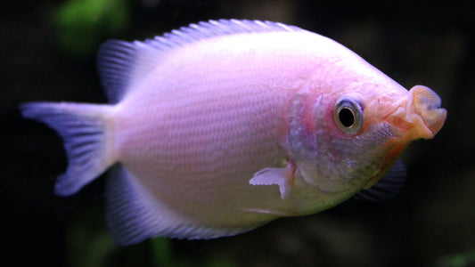 Kissing Gouramis