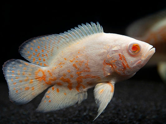 Albino Tiger Oscars-2.5 inch (Pre-Order)