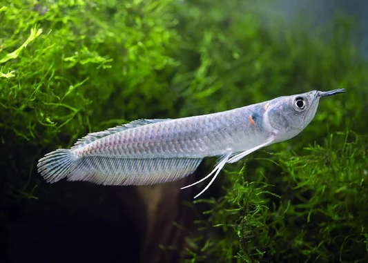 Silver Arowana 4''