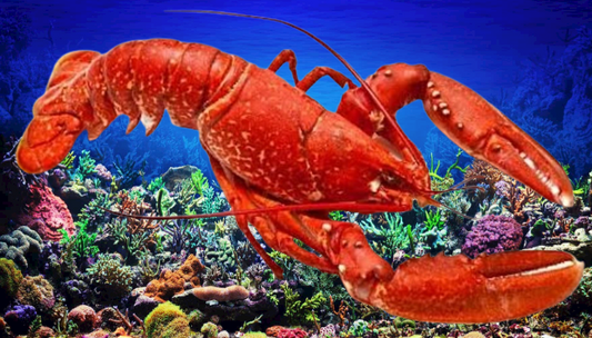 Lob Star ( Size- 1" - 1.5" )  Pre-Order Based.