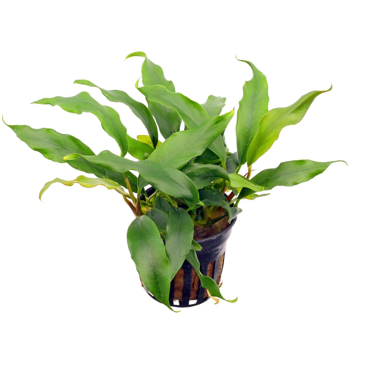 Anubias Minima Pot 2 Stems (Pre-Order)